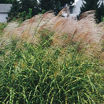 Miscanthus s. 'Super Stripe'