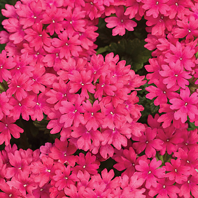 Verbena 'Superbena Raspberry'