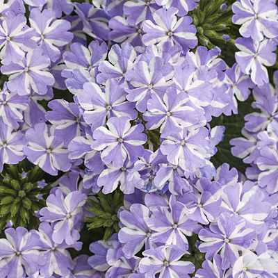 Verbena 'Superbena Stormburst'
