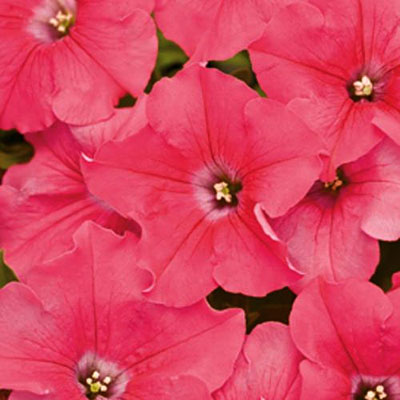 Petunia 'Supertunia Giant Pink'