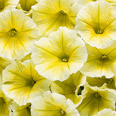 Petunia 'Supertunia Limoncello'