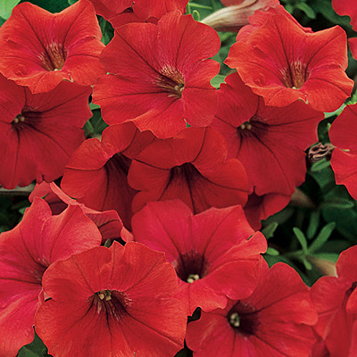 Petunia 'Supertunia Surfinia Deep Red'