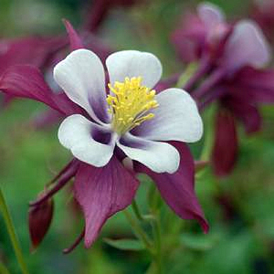 Aquilegia 'Swan Lavender'