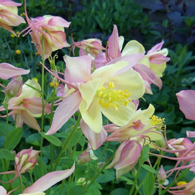 Aquilegia v. 'Swan Pink and Yellow'