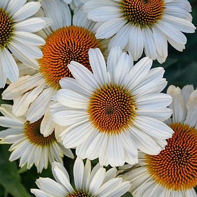 Echinacea x 'Eye-Catcher Swan Song'
