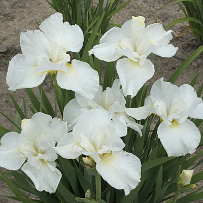 Iris s. 'Swans in Flight'