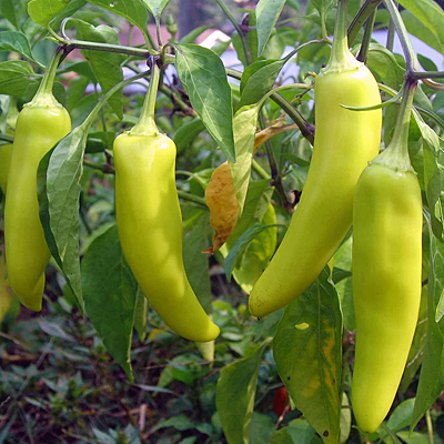 Pepper 'Sweet Banana'