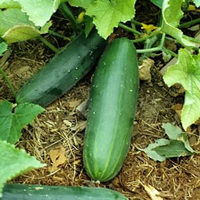 Cucumber 'Sweet Burpless'