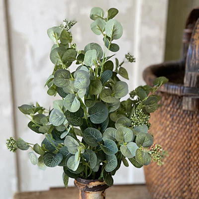 Eucalyptus - Sweet Seed Bush