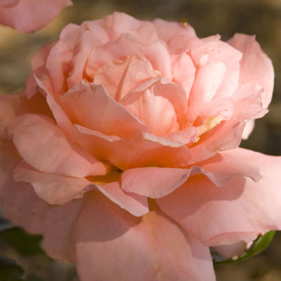 Rosa 'Sweet Fragrance'