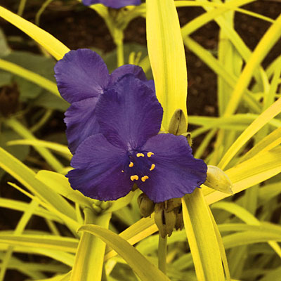 Tradescantia a. 'Sweet Kate'