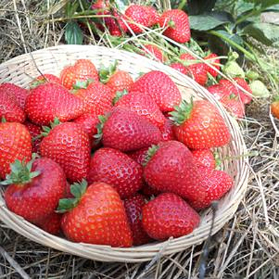 Fragaria 'Sweet Kiss'