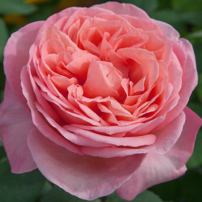 Rosa 'Sweet Mademoiselle'