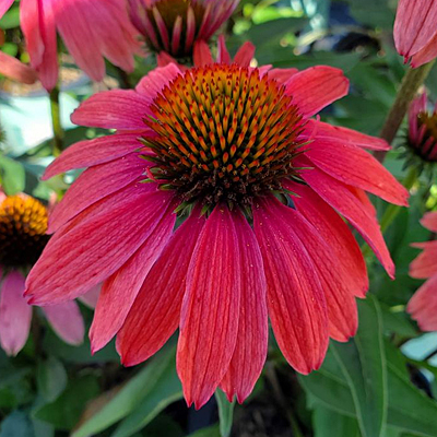 Echinacea x 'Sweet Meadow Mama'