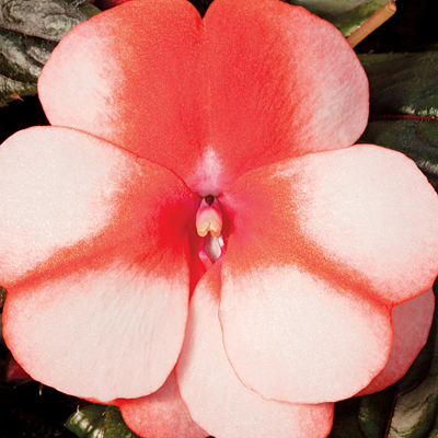 Impatiens 'Sonic Sweet Orange'