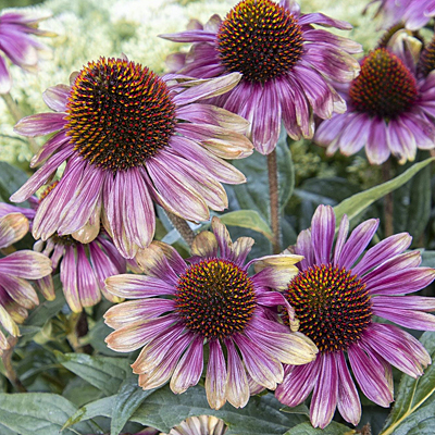 Echinacea x 'Sweet Sandia'