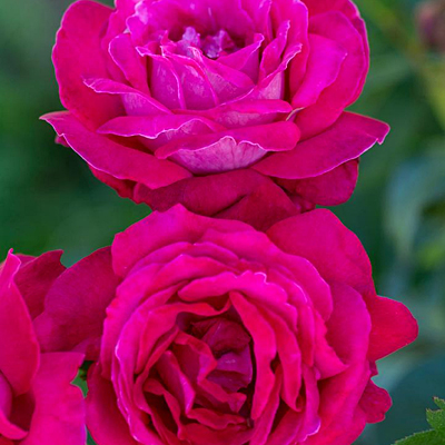 Rosa 'Sweet Spirit'