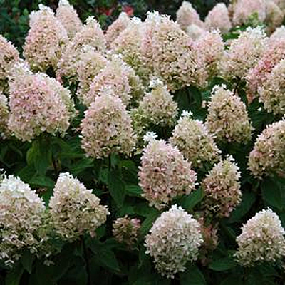 Hydrangea p. 'Sweet Summer'