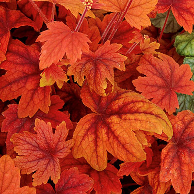 Heucherella 'Sweet Tea'