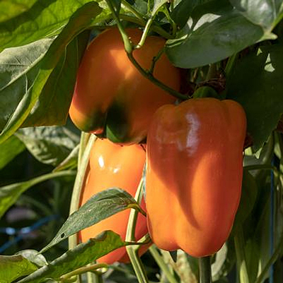 Pepper 'Sweet Valencia'