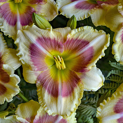 Hemerocallis 'When My Sweetheart Returns'