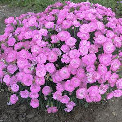 Dianthus x 'Fruit Punch Sweetie Pie'