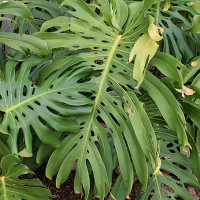 Monstera
