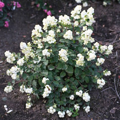 Symphoricarpos x d. 'Galaxy'