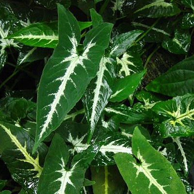 Syngonium wendlandii