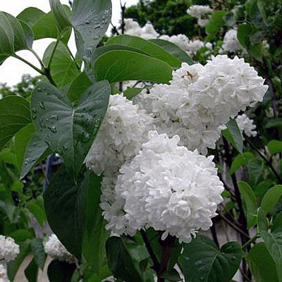 Syringa v. var. alba