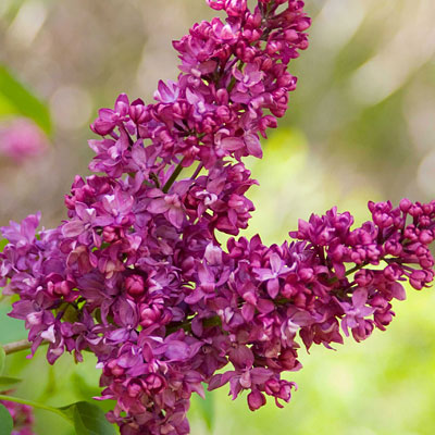 Syringa v. 'Charles Joly'