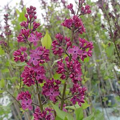 Syringa x h. 'Declaration'
