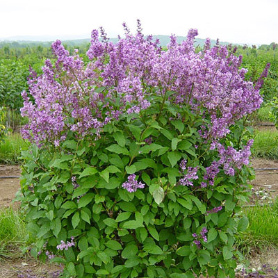 Syringa x p. 'Donald Wyman'