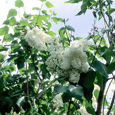 Syringa v. 'Miss Ellen Willmott'