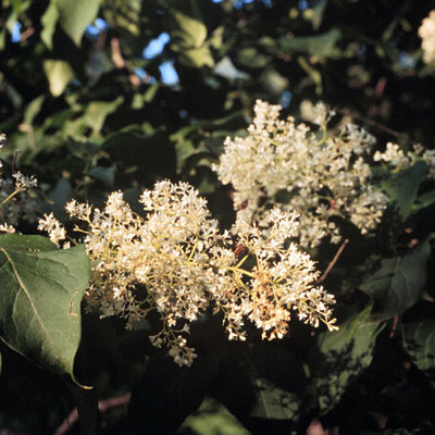 Syringa r. 'Ivory Silk'