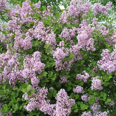 Syringa meyeri
