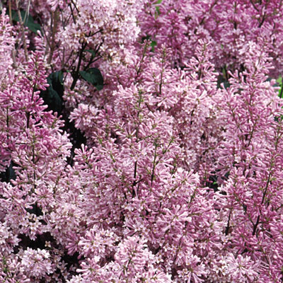 Syringa x p. 'Minuet'