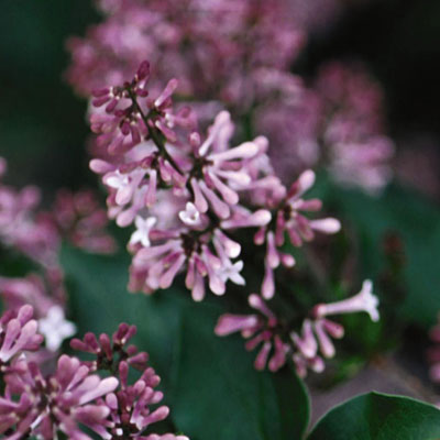 Syringa pat. 'Miss Kim'