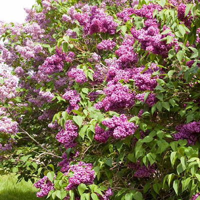 Syringa v. 'Monge'