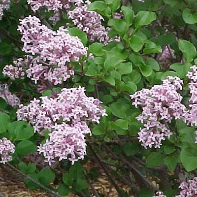 Syringa m. 'Palibin'