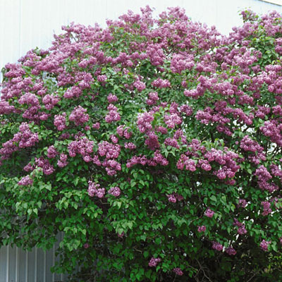 Syringa x h. 'Pocahontas'