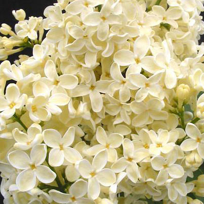 Syringa v. 'Primrose'