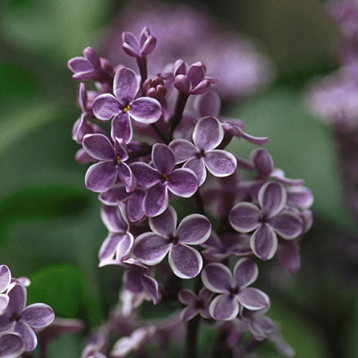 Syringa v. 'Sensation'
