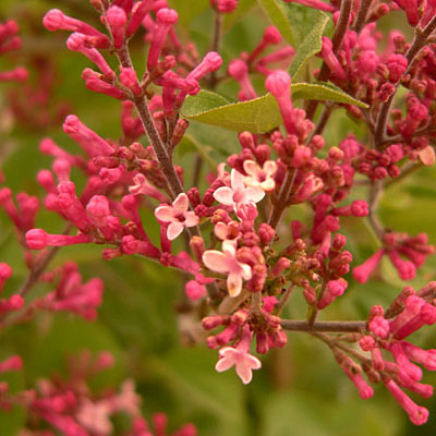 Syringa x 'Tinkerbelle'