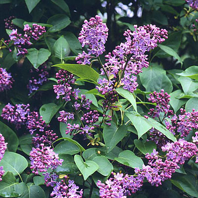 Syringa vulgaris