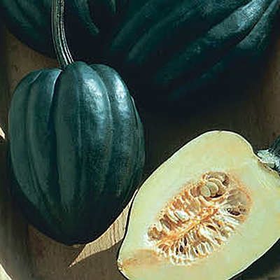 Squash 'Table Ace'
