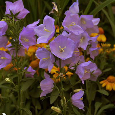 Campanula per. 'Takion Blue'