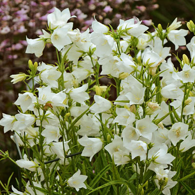 Campanula per. 'Takion White'