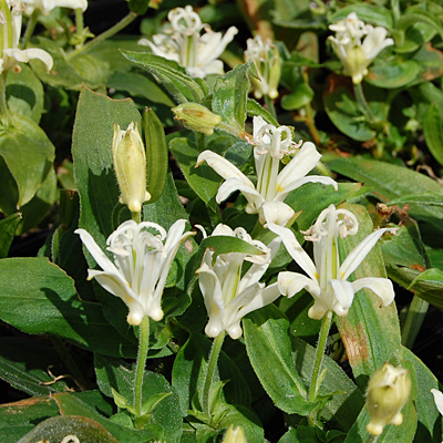 Tricyrtis x 'Jim's Tall Towers'