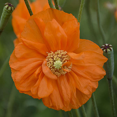 Papaver r. 'Double Tangerine Gem'